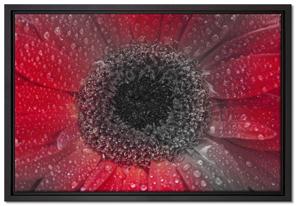 Rote Gerbera mit Wassertropfen auf Leinwandbild gerahmt Größe 60x40