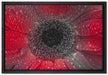 Rote Gerbera mit Wassertropfen auf Leinwandbild gerahmt Größe 60x40