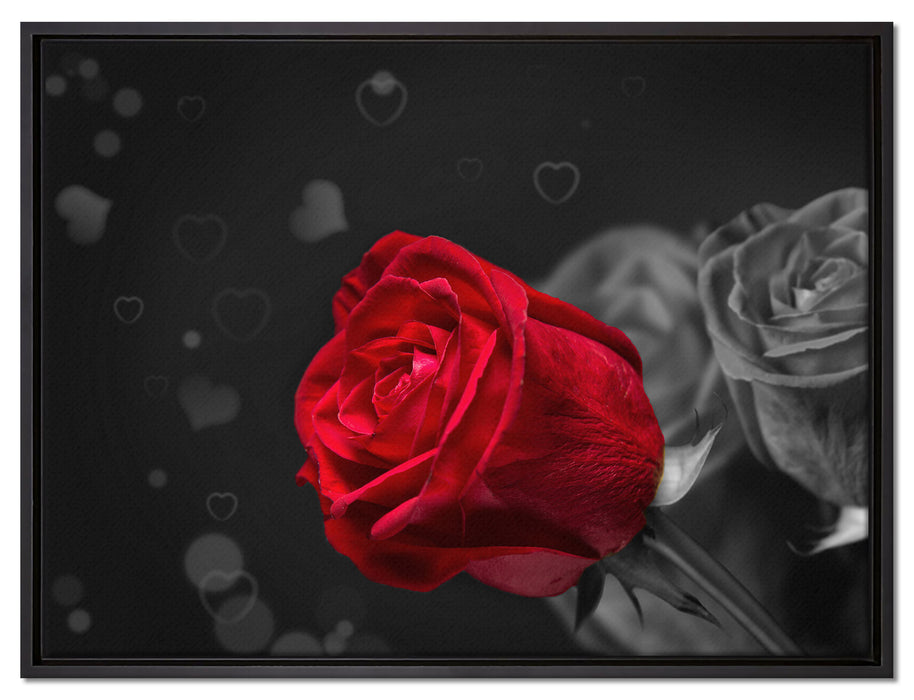 rote Rosen zum Valentinstag auf Leinwandbild gerahmt Größe 80x60