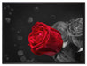 rote Rosen zum Valentinstag auf Leinwandbild gerahmt Größe 80x60