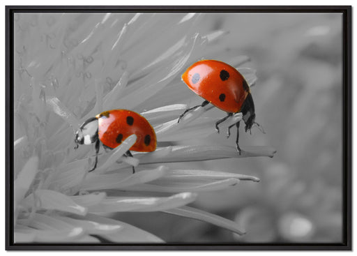 Marienkäfer krabbeln auf Blüte auf Leinwandbild gerahmt Größe 100x70