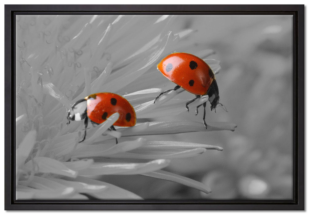 Marienkäfer krabbeln auf Blüte auf Leinwandbild gerahmt Größe 60x40
