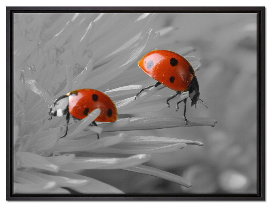 Marienkäfer krabbeln auf Blüte auf Leinwandbild gerahmt Größe 80x60
