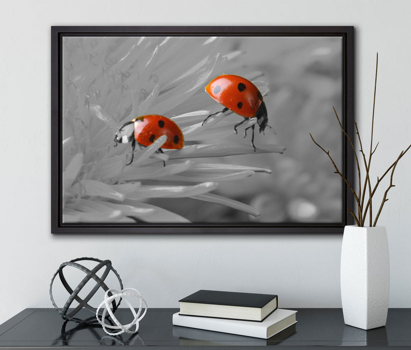 Marienkäfer krabbeln auf Blüte auf Leinwandbild gerahmt mit Kirschblüten