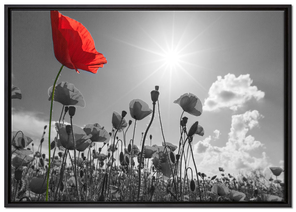 Mohnblumenfeld im Sommer auf Leinwandbild gerahmt Größe 100x70