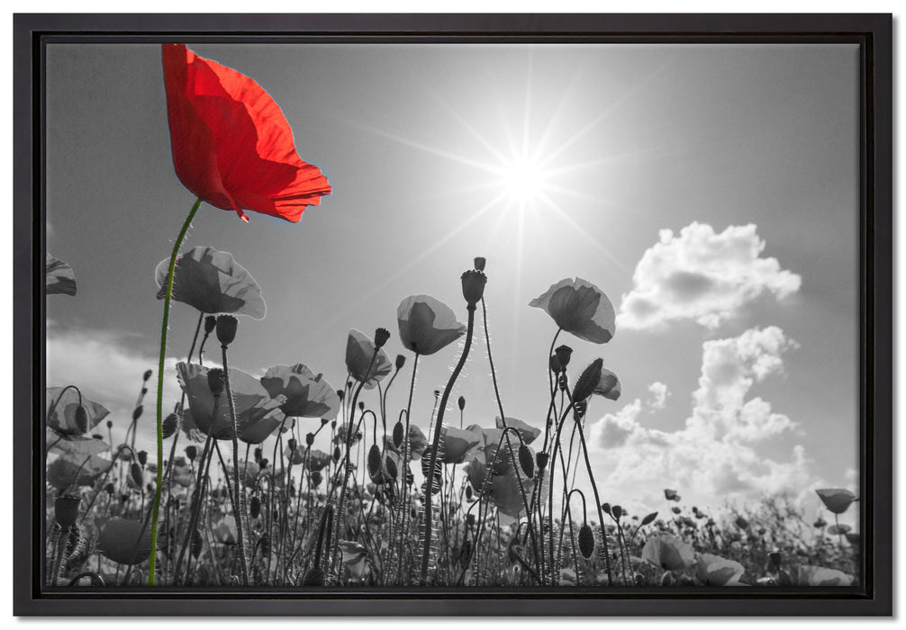 Mohnblumenfeld im Sommer auf Leinwandbild gerahmt Größe 60x40