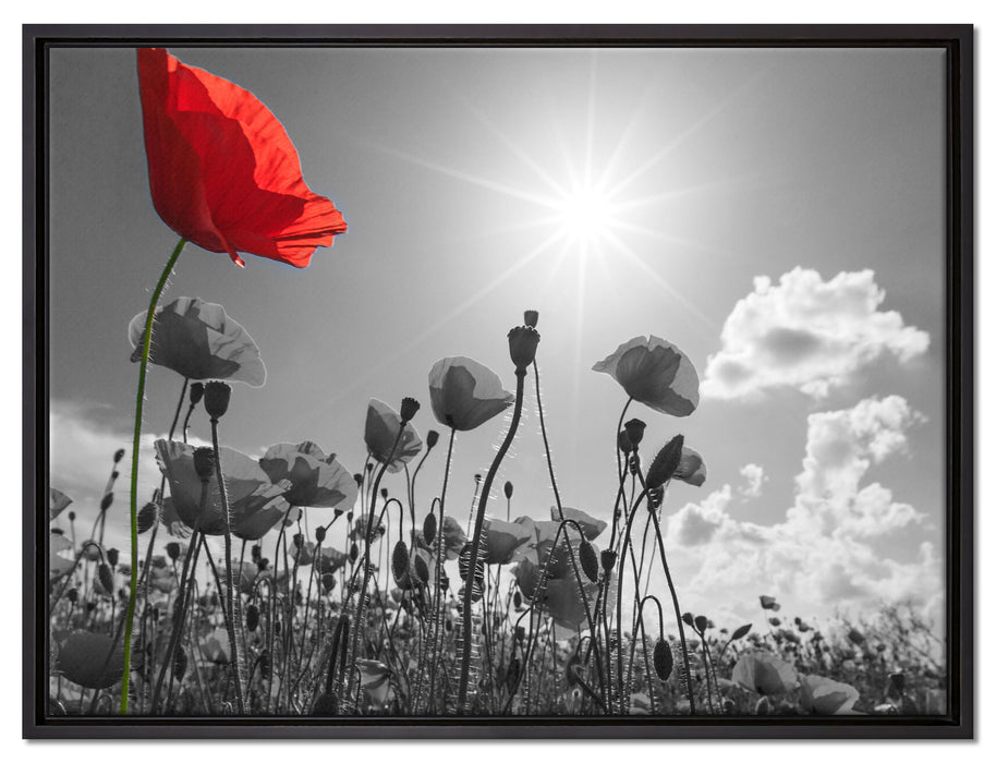 Mohnblumenfeld im Sommer auf Leinwandbild gerahmt Größe 80x60