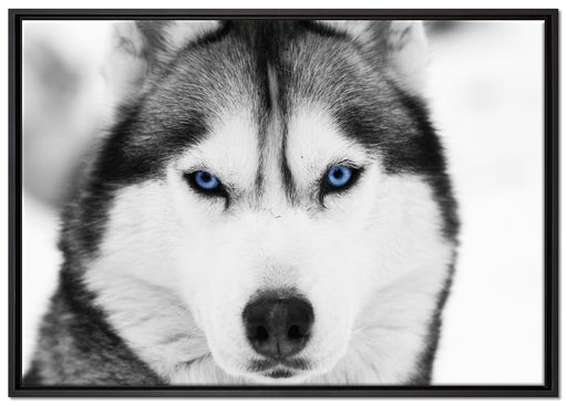 Husky mit blauen Augen auf Leinwandbild gerahmt Größe 100x70