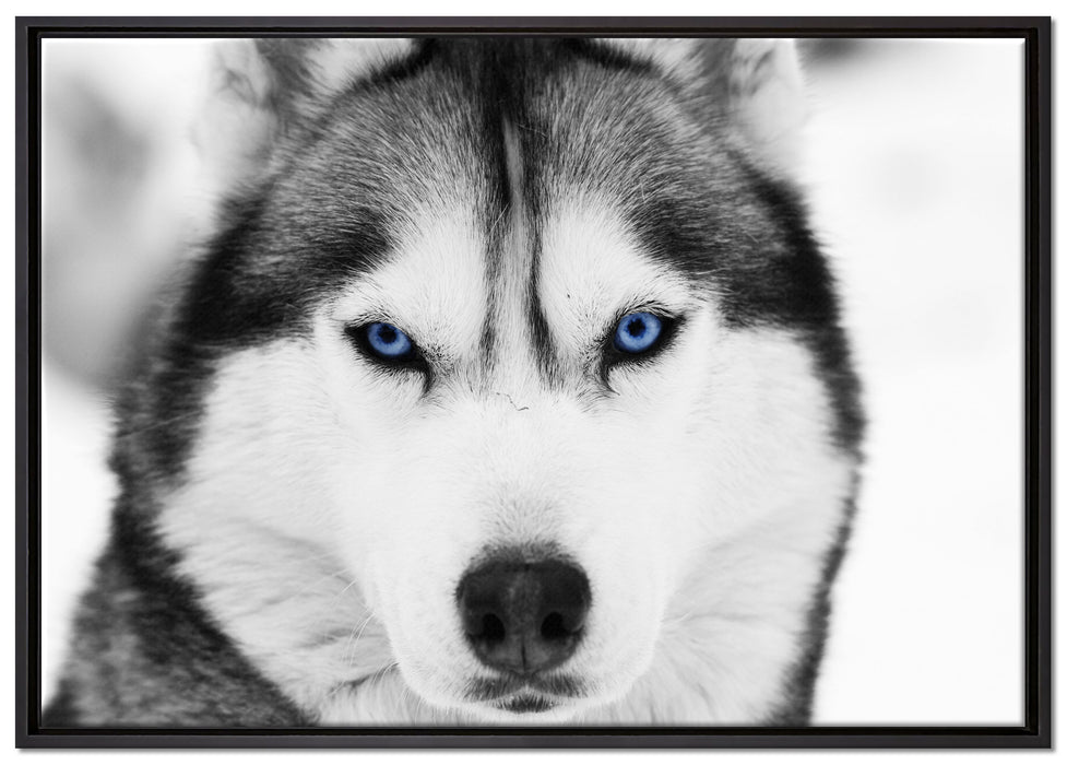 Husky mit blauen Augen auf Leinwandbild gerahmt Größe 100x70