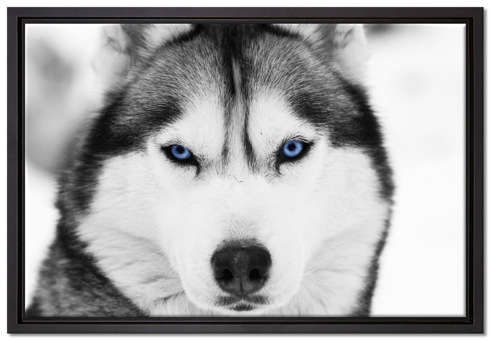 Husky mit blauen Augen auf Leinwandbild gerahmt Größe 60x40
