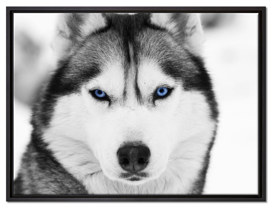 Husky mit blauen Augen auf Leinwandbild gerahmt Größe 80x60