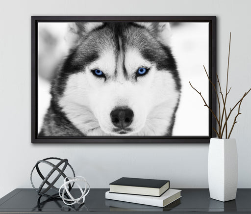 Husky mit blauen Augen auf Leinwandbild gerahmt mit Kirschblüten
