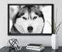 Husky mit blauen Augen auf Leinwandbild gerahmt mit Kirschblüten