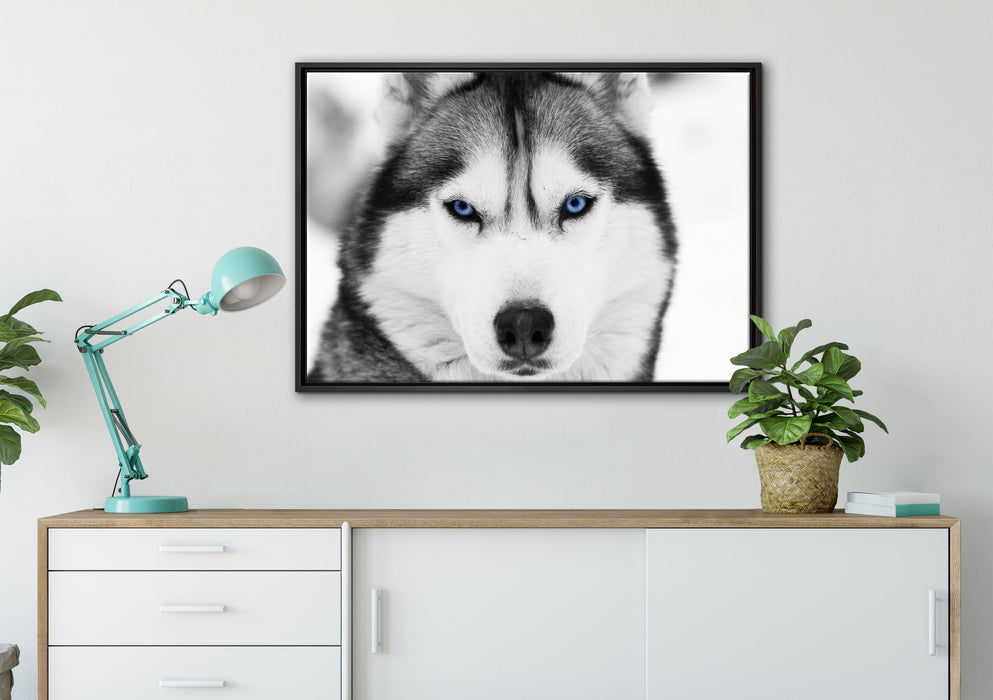 Husky mit blauen Augen auf Leinwandbild gerahmt verschiedene Größen im Wohnzimmer