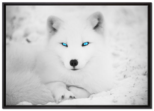 Polarfuchs mit strahlenden Augen auf Leinwandbild gerahmt Größe 100x70