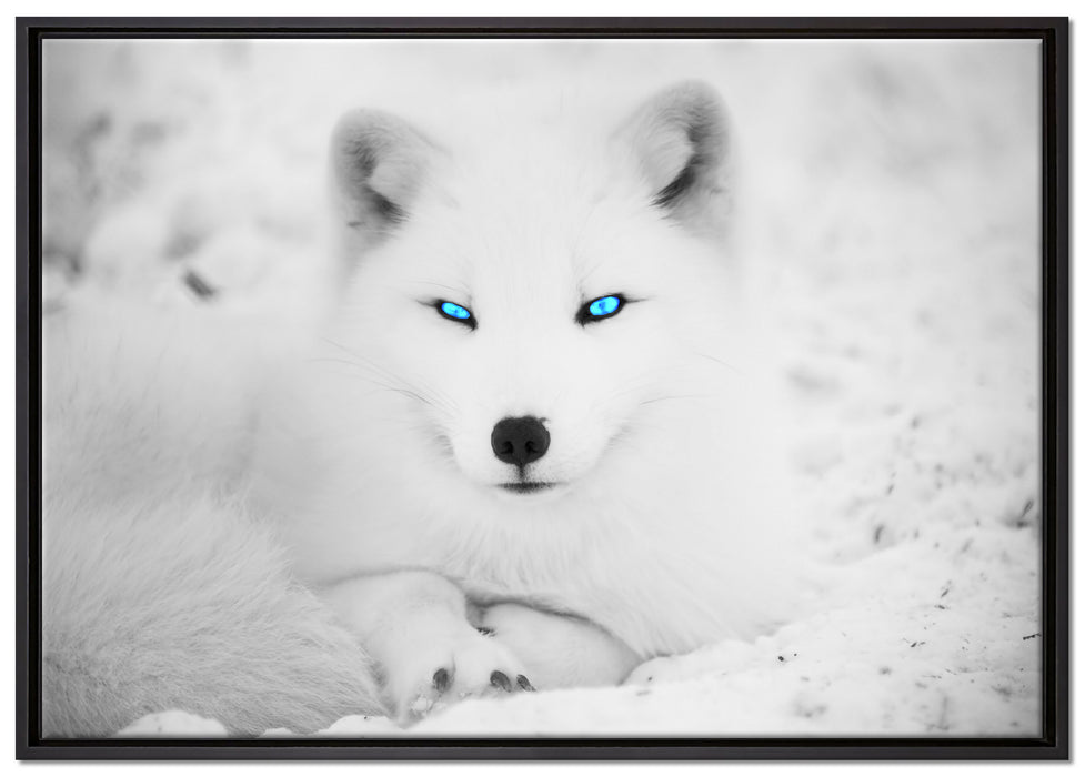 Polarfuchs mit strahlenden Augen auf Leinwandbild gerahmt Größe 100x70