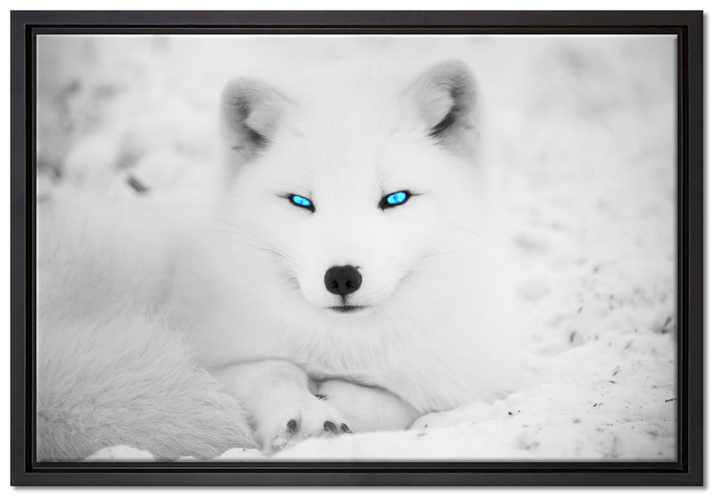 Polarfuchs mit strahlenden Augen auf Leinwandbild gerahmt Größe 60x40