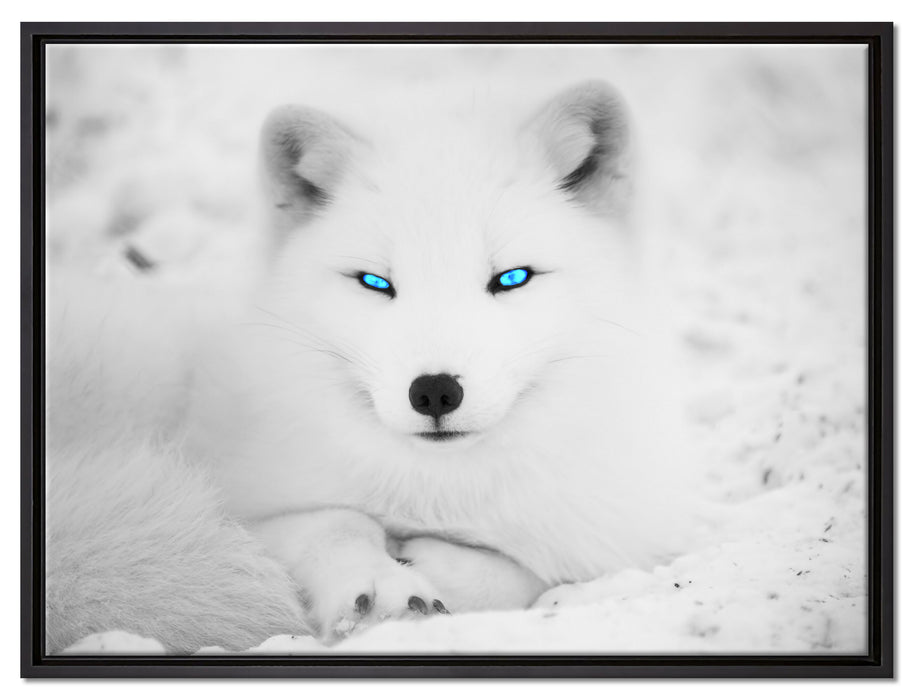 Polarfuchs mit strahlenden Augen auf Leinwandbild gerahmt Größe 80x60