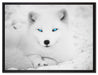 Polarfuchs mit strahlenden Augen auf Leinwandbild gerahmt Größe 80x60
