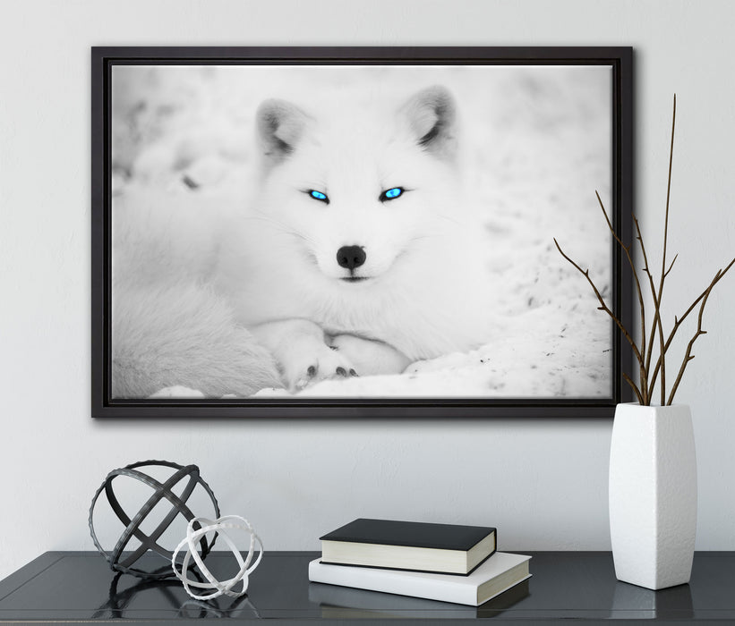 Polarfuchs mit strahlenden Augen auf Leinwandbild gerahmt mit Kirschblüten