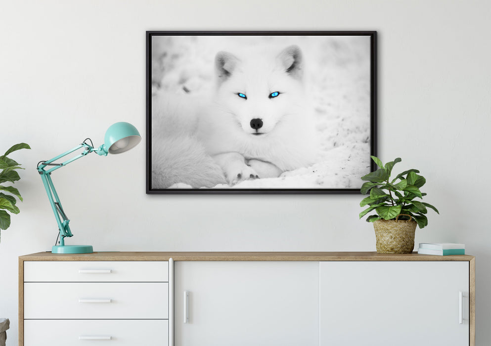 Polarfuchs mit strahlenden Augen auf Leinwandbild gerahmt verschiedene Größen im Wohnzimmer