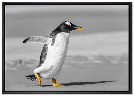watschelnder Pinguin am Strand auf Leinwandbild gerahmt Größe 100x70