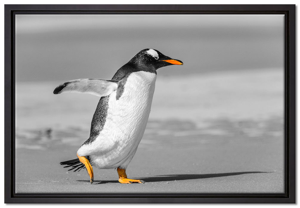 watschelnder Pinguin am Strand auf Leinwandbild gerahmt Größe 60x40