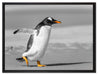 watschelnder Pinguin am Strand auf Leinwandbild gerahmt Größe 80x60