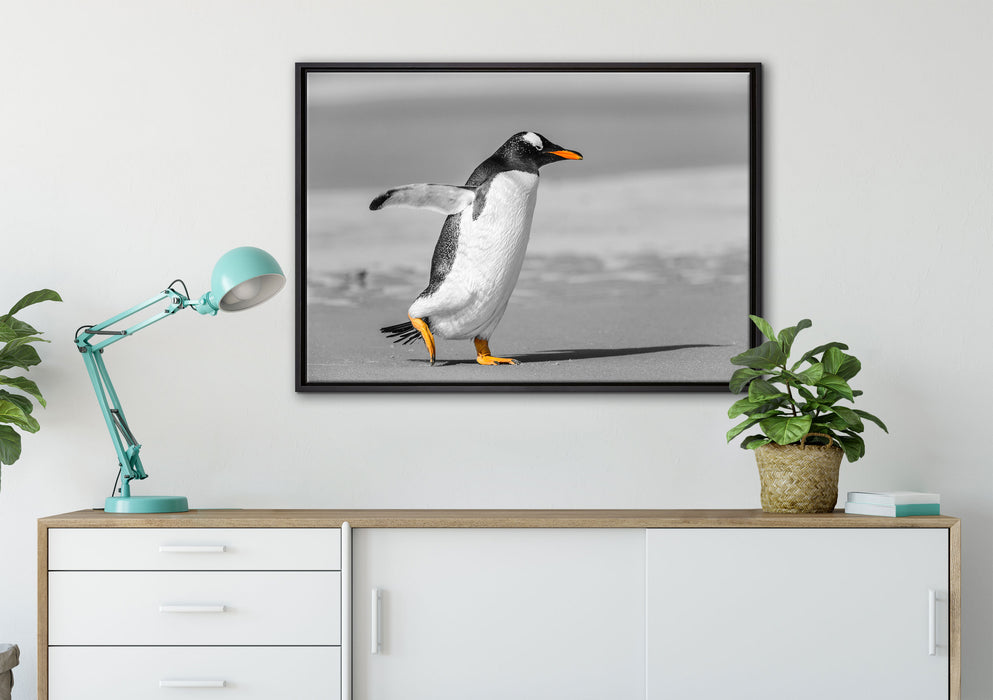 watschelnder Pinguin am Strand auf Leinwandbild gerahmt verschiedene Größen im Wohnzimmer