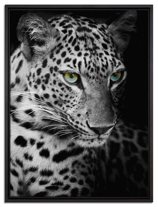 Leopardenkopf auf Leinwandbild gerahmt Größe 80x60
