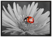 leuchtender Marienkäfer auf Blüte auf Leinwandbild gerahmt Größe 100x70
