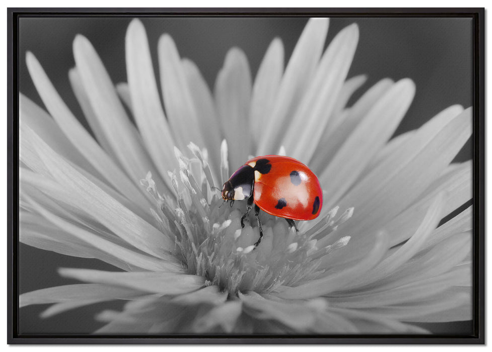 leuchtender Marienkäfer auf Blüte auf Leinwandbild gerahmt Größe 100x70
