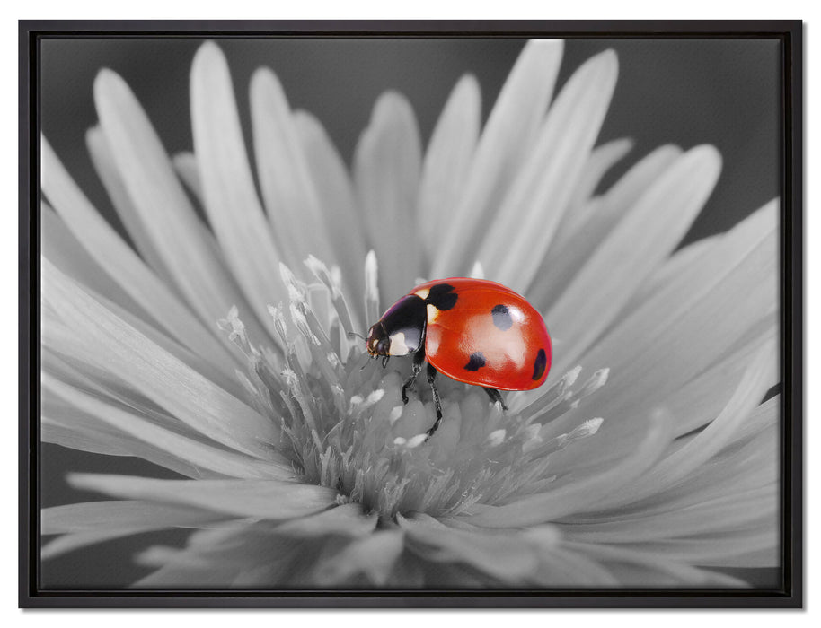 leuchtender Marienkäfer auf Blüte auf Leinwandbild gerahmt Größe 80x60