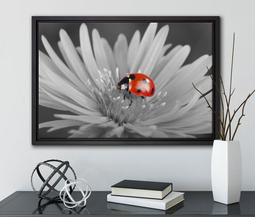 leuchtender Marienkäfer auf Blüte auf Leinwandbild gerahmt mit Kirschblüten