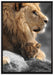 Löwe mit Löwenbaby auf Leinwandbild gerahmt Größe 100x70