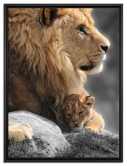 Löwe mit Löwenbaby auf Leinwandbild gerahmt Größe 80x60