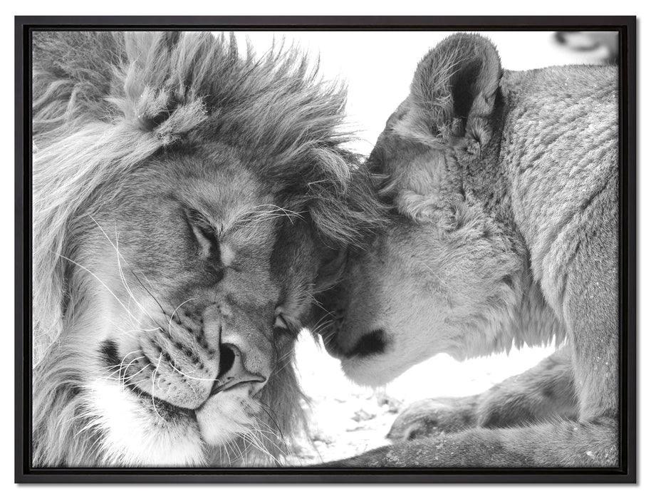 Bezauberndes kuschelndes Löwenpaar auf Leinwandbild gerahmt Größe 80x60