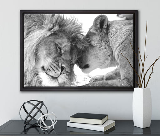 Bezauberndes kuschelndes Löwenpaar auf Leinwandbild gerahmt mit Kirschblüten