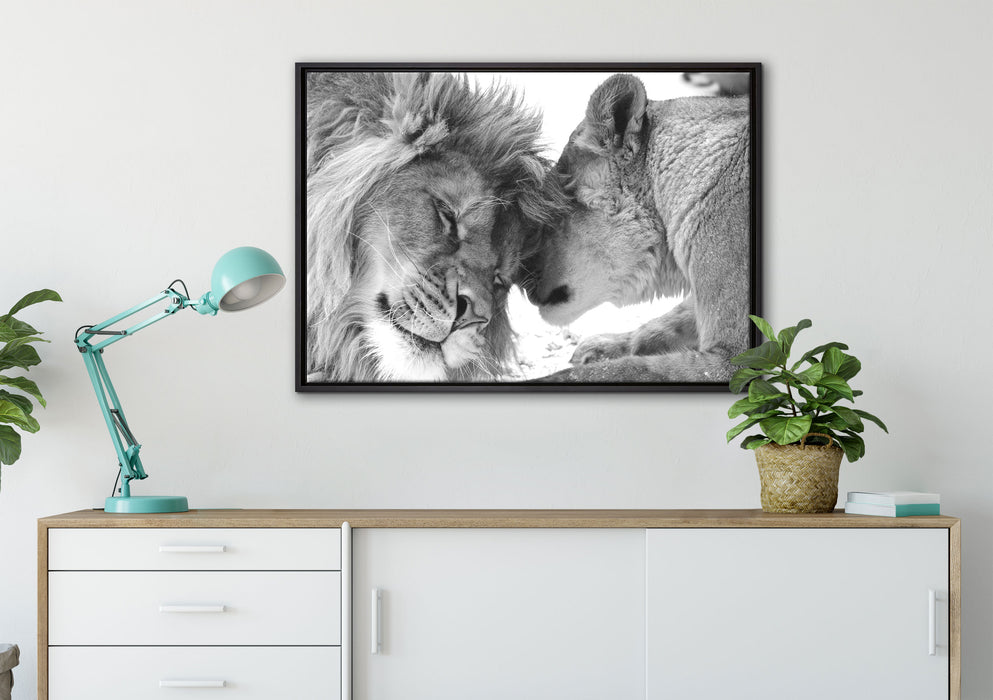 Bezauberndes kuschelndes Löwenpaar auf Leinwandbild gerahmt verschiedene Größen im Wohnzimmer