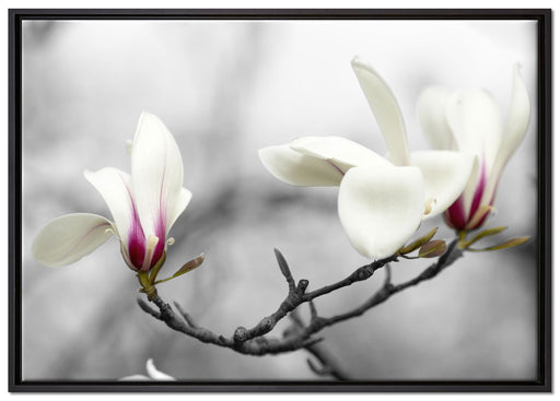 Magnolienblüten auf Leinwandbild gerahmt Größe 100x70