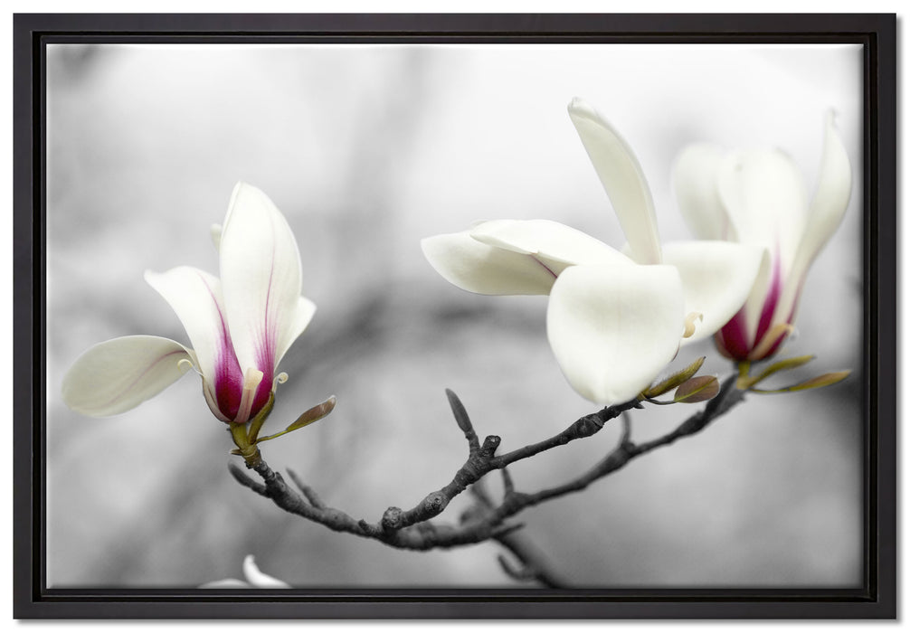 Magnolienblüten auf Leinwandbild gerahmt Größe 60x40