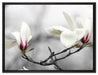 Magnolienblüten auf Leinwandbild gerahmt Größe 80x60