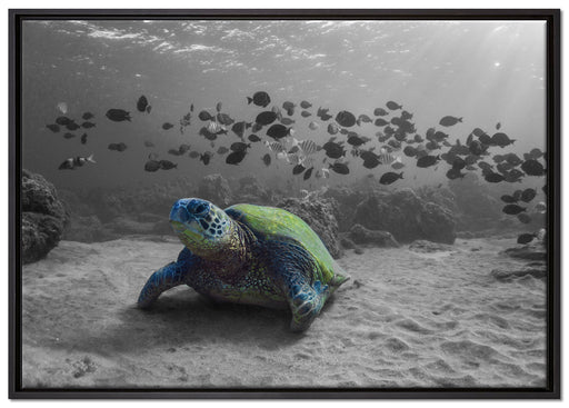 Schildkröte im Ozean auf Leinwandbild gerahmt Größe 100x70