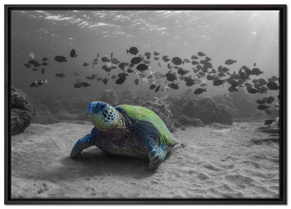 Schildkröte im Ozean auf Leinwandbild gerahmt Größe 100x70
