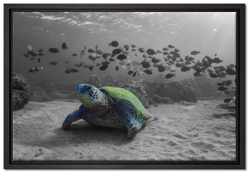 Schildkröte im Ozean auf Leinwandbild gerahmt Größe 60x40