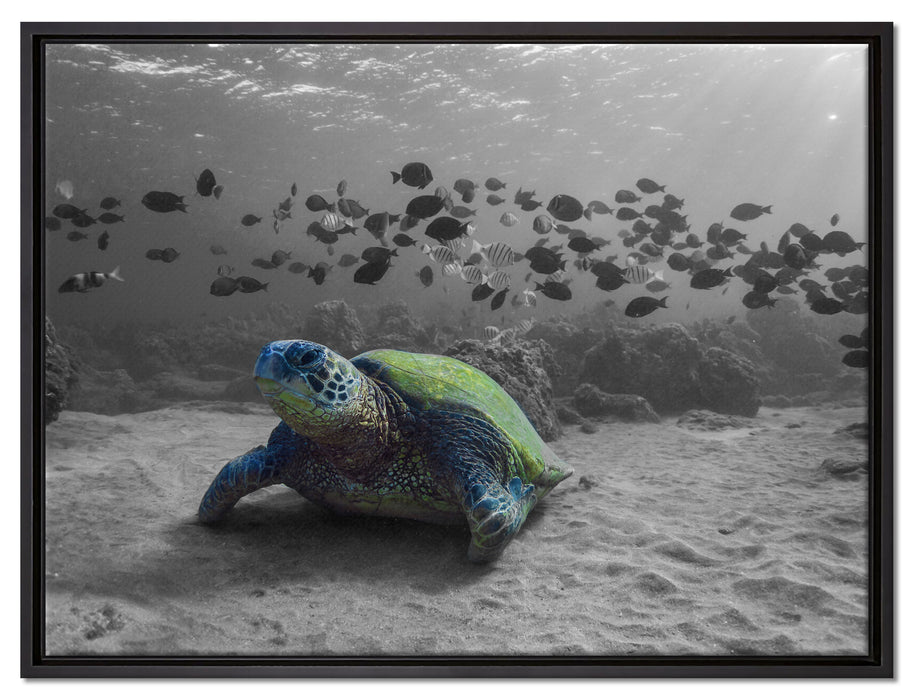 Schildkröte im Ozean auf Leinwandbild gerahmt Größe 80x60