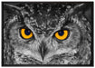 Eule mit Augen auf Leinwandbild gerahmt Größe 100x70