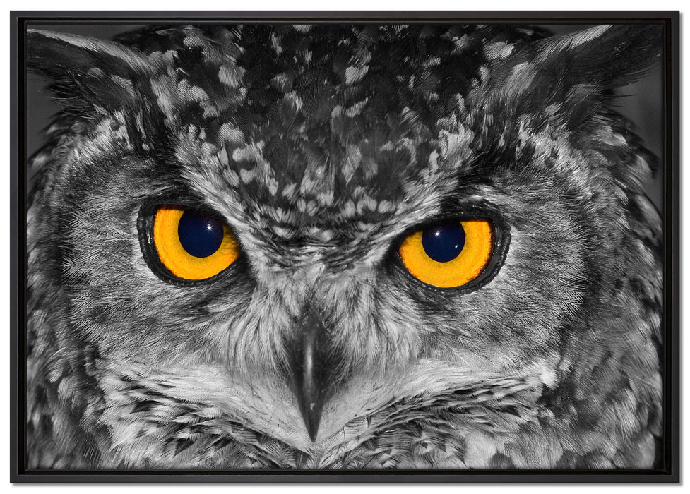 Eule mit Augen auf Leinwandbild gerahmt Größe 100x70