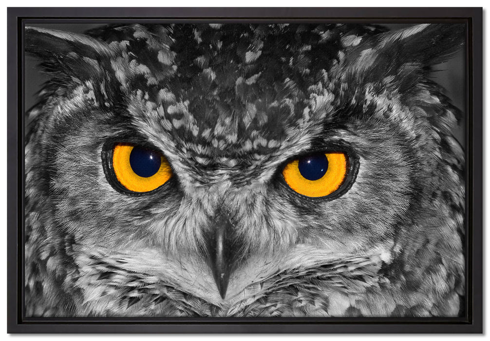 Eule mit Augen auf Leinwandbild gerahmt Größe 60x40
