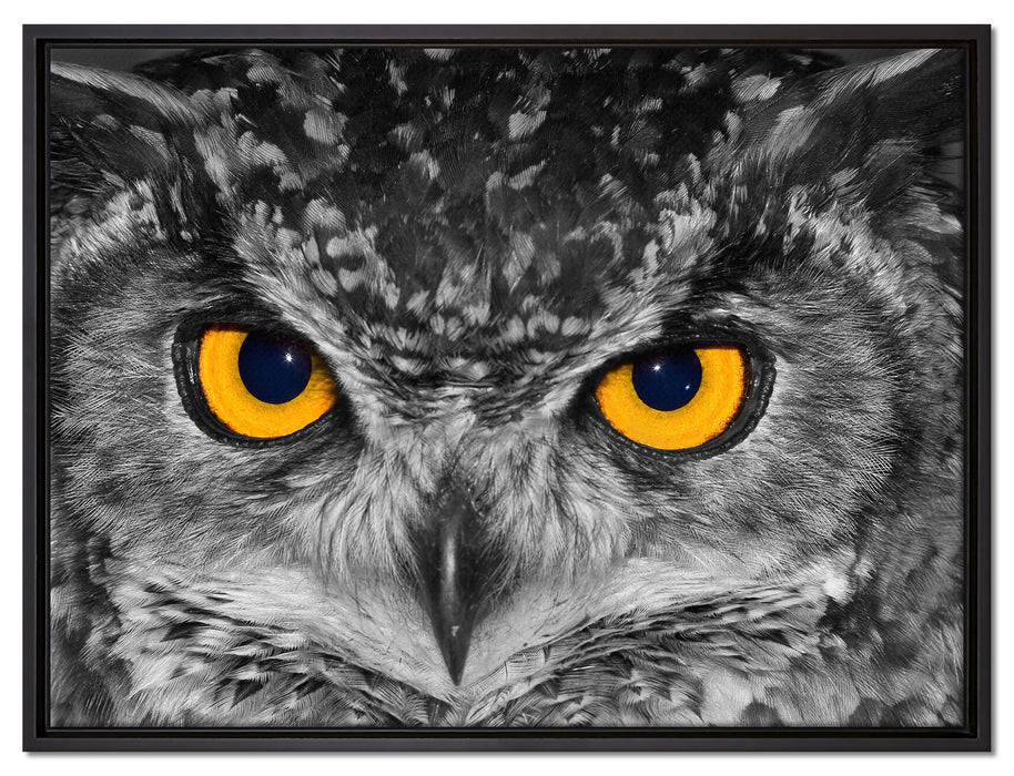 Eule mit Augen auf Leinwandbild gerahmt Größe 80x60